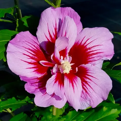 Hibiscus PURPLE PILLAR