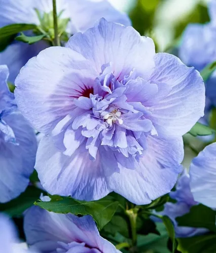 Ibištek sýrsky Blue Chiffon na kmienku