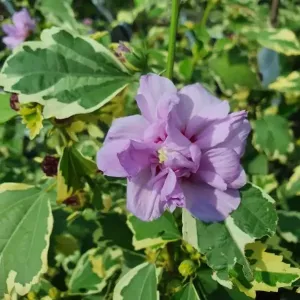 Hibiscus VAN GOGH