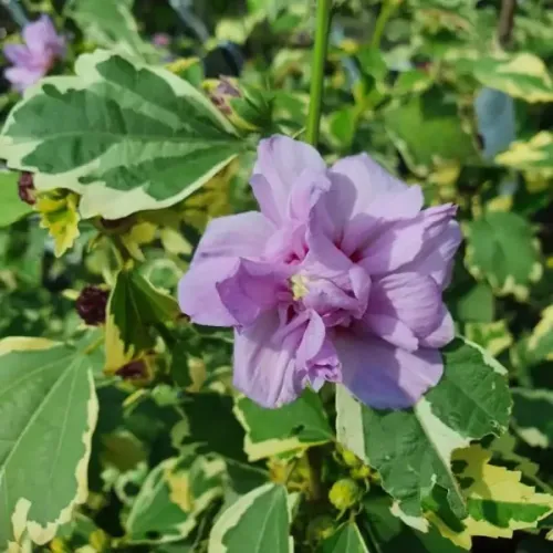 Hibiscus VAN GOGH