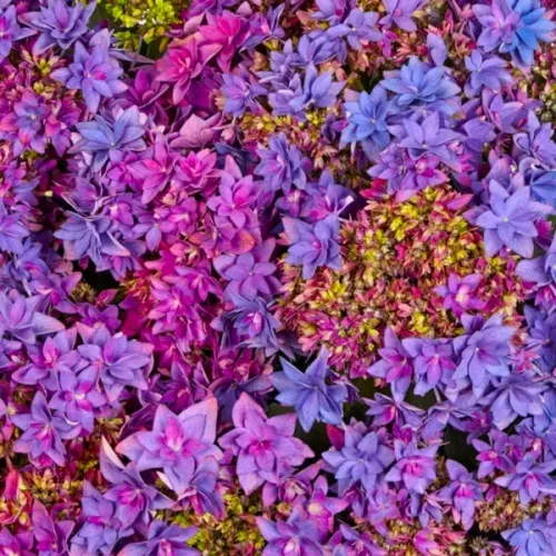 Hortenzia veľkolistá Francy Blue