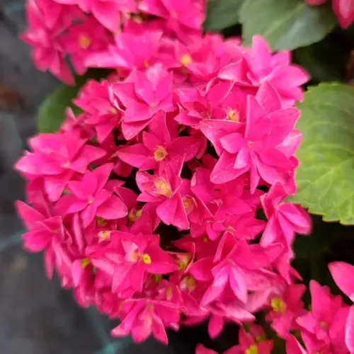 Hortenzia  FRANCY HOT PINK