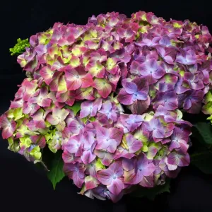 Hortenzia veľkolistá Sweet Lips Purple