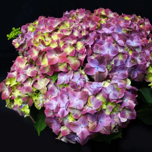 Hortenzia veľkolistá Sweet Lips Purple