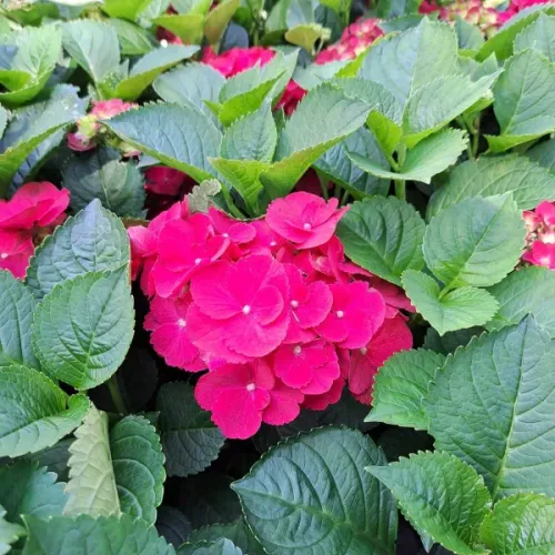 Hortenzia veľkolistá SPEEDY RED IMPROVED