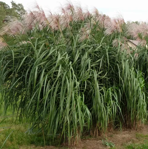Miscanthus giganteus MEIDL