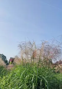 Ozdobnica čínska DRUHÝ DYCH