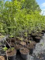 Kalina koralowa VIBURNUM OPULUS