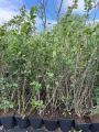 Aronia czarna GALICJANKA
