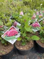 Hortensja PINK ANNABELLE