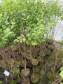 Lilak Miniaturowy MAYERA PALIBIN na pniu