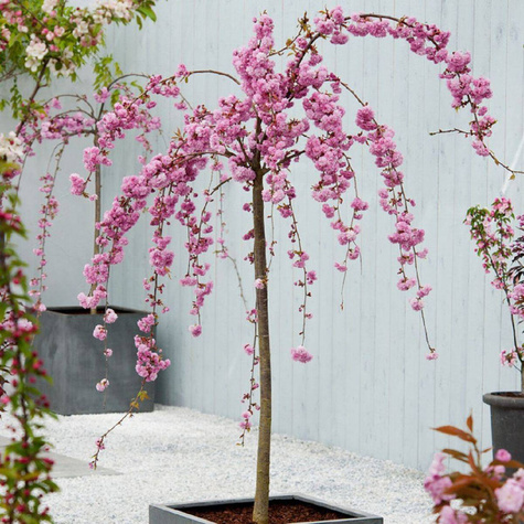 Višňa Japonská KIKU SHIDARE ZAKURA 170 cm