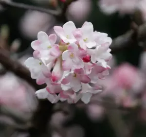 Kalina voňavá 'December Dwarf'