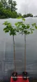 Catalpa kulista NANA