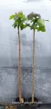 Catalpa PURPUREA