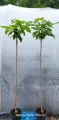 Catalpa kulista NANA – 120 cm