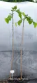Morwa czarna PENDULA 160 cm