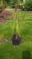 Trawa Imperata cylindryczna RED BARON