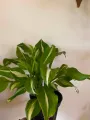 Funkia UNDULATA MEDIOVARIEGATA