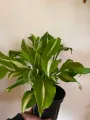 Funkia UNDULATA MEDIOVARIEGATA