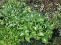 Funkia UNDULATA MEDIOVARIEGATA