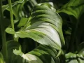 Funkia UNDULATA MEDIOVARIEGATA