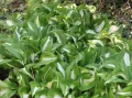 Funkia UNDULATA MEDIOVARIEGATA