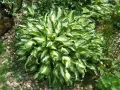 Funkia UNDULATA MEDIOVARIEGATA