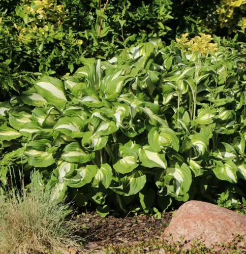 Hosta UNDULATA MEDIOVARIEGATA