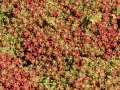 Rozchodnik CORAL CARPET