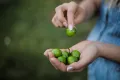 Mini Kiwi ROGÓW