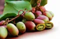 Mini Kiwi WEIKI M