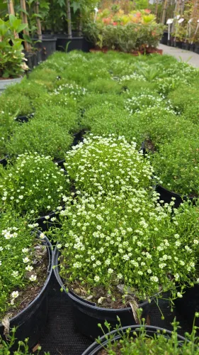 Ostrica krovitá MOSS GREEN 