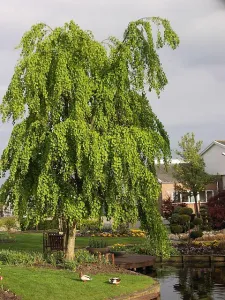 Cercidovník PENDULA