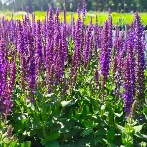 Šalvia hájna SENSATION COMPACT VIOLET 