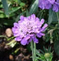 DRAKIEW MARIPOSA BLUE