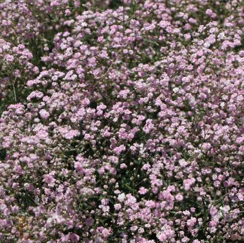Nevädza ROSENSCHLEIER