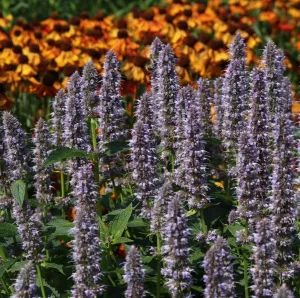 Agastache 'Blue Fortune'