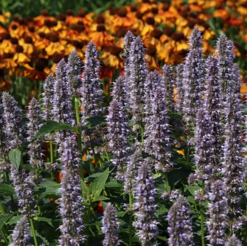Agastache 'Blue Fortune'