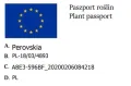 Perovskia łobodolistna ZASHA