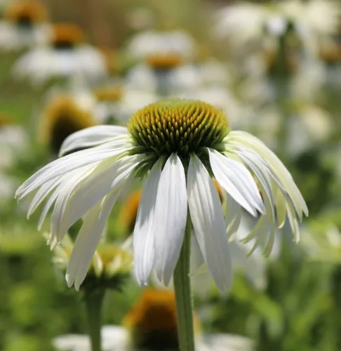 Echinacea WHITE SWAN
