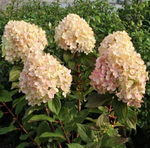Hortenzia LIME LIGHT PRIME