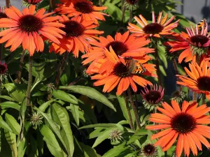 Echinacea SUNMAGIC VINTAGE ORANGE 