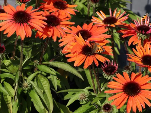 Echinacea SUNMAGIC VINTAGE ORANGE 