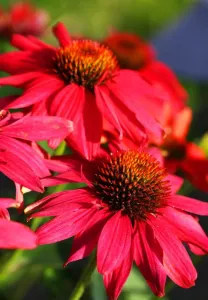 Echinacea GLOWING DREAM