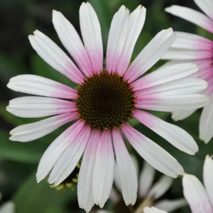 Echinacea FOUNTAIN PINK EYE