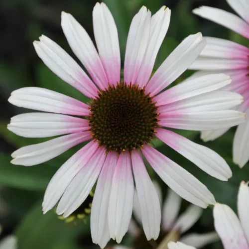 Echinacea FOUNTAIN PINK EYE