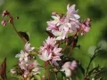 Żylistek YUKI CHERRY BLOSSOM
