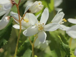 Trojpuk YUKI SNOWFLAKE