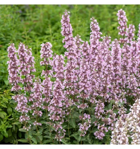 Kocúrnik 'Serene Wild Orchid'